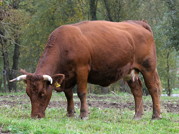 Kuh der Rasse Rotes Höhenvieh